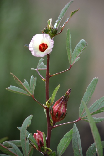 Rosella shrub